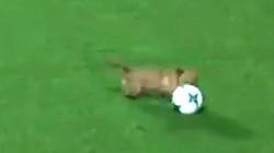 В Аргентине собака выбежала на поле во время матча, а позже «отказалась давать интервью» (ВИДЕО) 